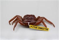 藏品(白紋方蟹)的圖片